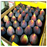 Black Genoa Figs - punnet of 6