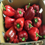 Red Capsicum each