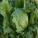 Iceberg Lettuce - head