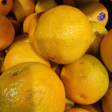 navel oranges