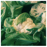 Cauliflowers - head