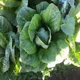 Large Cos Lettuce