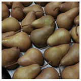 Bosc Pears -1Kg