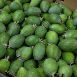 Feijoas - 1 x XL ea