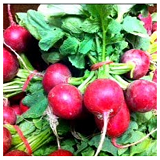 Red Radish bnch