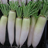Daikon Radish - each
