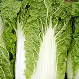 Local Chinese Cabbage whole
