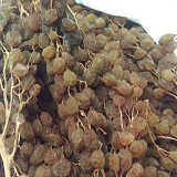 Sun dried Sultana Grapes on the stem - 180gms
