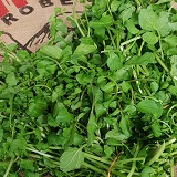 Watercress - 2 bunches