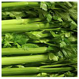 Celery - bunch