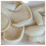 Oyster Mushrooms - punnet