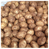 Sebago Potatoes - kg