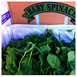 Baby Spinach - 200gm