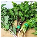 Coriander bnch