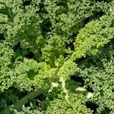Local Green Kale - bunch