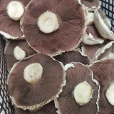 Field Mushrooms - 500gms