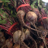 Local Baby Beetroot - 2 bunches