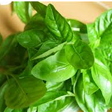 Fresh Basil - Bunch