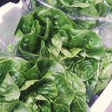 Baby Cos Lettuce