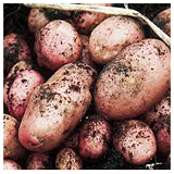 Desiree Potatoes kg