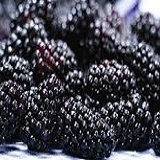 Blackberries - pnt