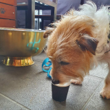 Puppacino
